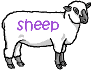 sheep